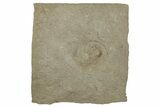 Mississippian Fossil Ammonite - Bear Gulch Limestone #262970-1